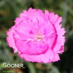 FRUIT PUNCH® SWEETIE PIE DIANTHUS -Plant Urea Sales DETA2 4105