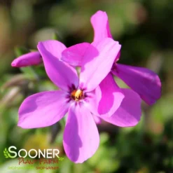 MAGENTA SPRITE HYBRID SPRING PHLOX -Plant Urea Sales DETA2 4156