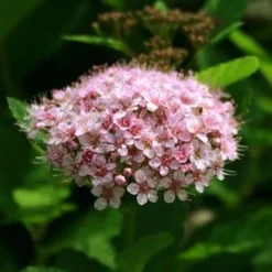 PINK SPARKLER™ BIRCHLEAF SPIRAEA -Plant Urea Sales DETA2 4203