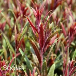 BELLEZA® DARK PINK WAND FLOWER -Plant Urea Sales DETA2 4300