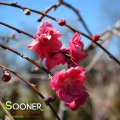 PINK CASCADE WEEPING ORNAMENTAL PEACH 5 PINK CASCADE WEEPING ORNAMENTAL PEACH -Plant Urea Sales DETA2 4342