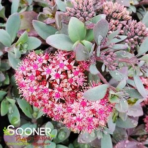 SUNSPARKLER® PLUM DAZZLED SEDUM 2 SUNSPARKLER® PLUM DAZZLED SEDUM - Image 2