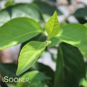 SNOWCONE® JAPANESE SNOWBELL 1 SNOWCONE® JAPANESE SNOWBELL