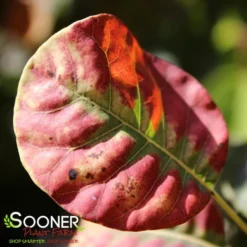 GOLDEN SPIRIT SMOKETREE -Plant Urea Sales DETA2 437