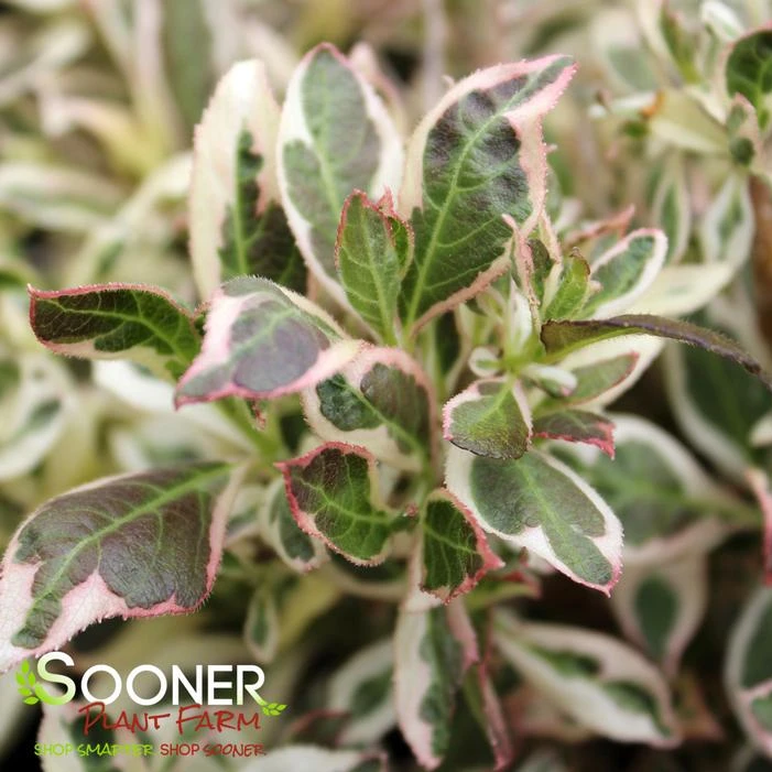 MY MONET® WEIGELA 1 MY MONET® WEIGELA