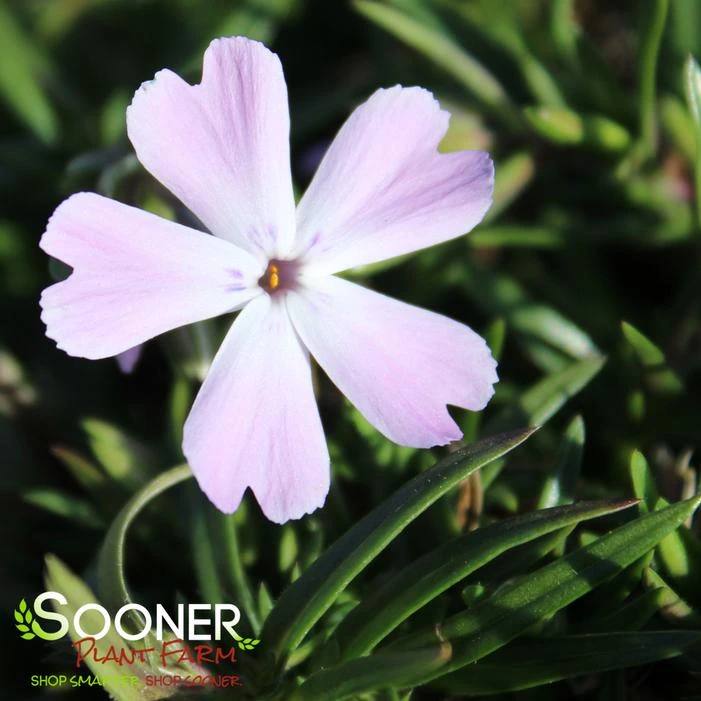 SPRING BLING™ PINK SPARKLES HYBRID SPRING PHLOX 2 SPRING BLING™ PINK SPARKLES HYBRID SPRING PHLOX - Image 2