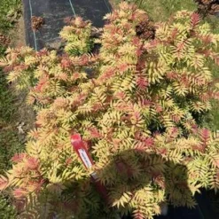 MR. MUSTARD® SORBARIA 5 MR. MUSTARD® SORBARIA -Plant Urea Sales DETA2 4456