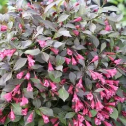 MIDNIGHT WINE SHINE® WEIGELA -Plant Urea Sales DETA2 4462