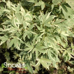 BUTTERFLY UPRIGHT JAPANESE MAPLE -Plant Urea Sales DETA2 45