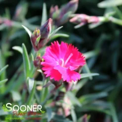 PAINT THE TOWN RED DIANTHUS -Plant Urea Sales DETA2 4548