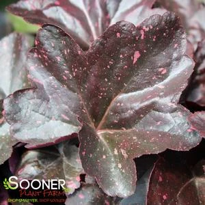 MIDNIGHT ROSE CORAL BELLS 2 MIDNIGHT ROSE CORAL BELLS - Image 2