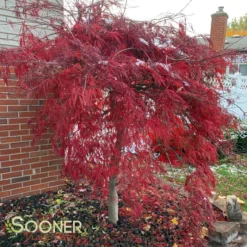 New Release 3 CRIMSON QUEEN WEEPING JAPANESE MAPLE