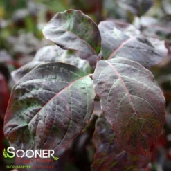 Plant Urea Sales 8 APACHE DOGWOOD