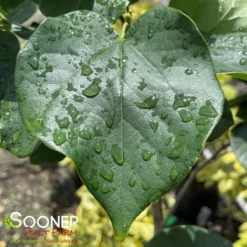 WHITE CHINESE REDBUD -Plant Urea Sales DETA2 4777