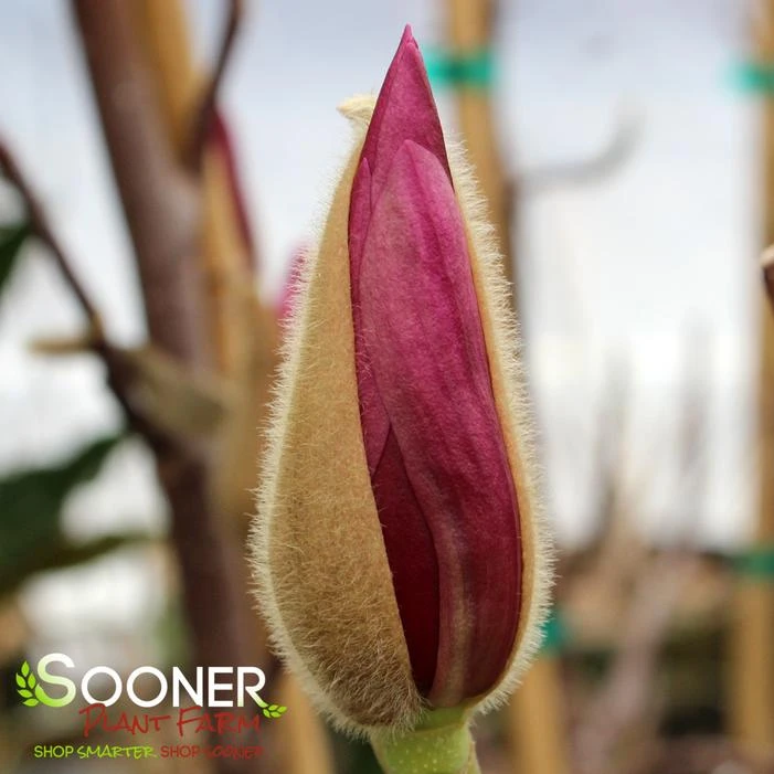 GALAXY MAGNOLIA 2 GALAXY MAGNOLIA - Image 2