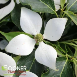 Plant Urea Sales -Plant Urea Sales DETA2 5010