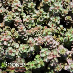 DRAGON'S BLOOD SEDUM -Plant Urea Sales DETA2 5022