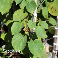 CASCADING HEARTS WEEPING REDBUD