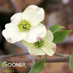 CLOUD 9 DOGWOOD -Plant Urea Sales DETA2 5097