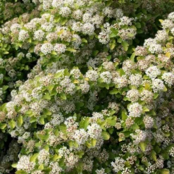 RASPBERRY LEMONADE™ NINEBARK -Plant Urea Sales DETA2 5115