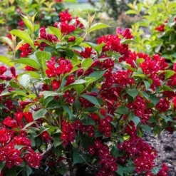 MAROON SWOON™ WEIGELA -Plant Urea Sales DETA2 5198