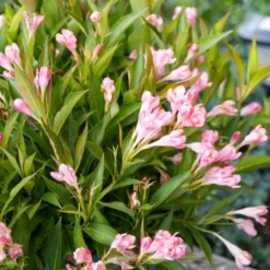 PEACH KISSES™ WEIGELA