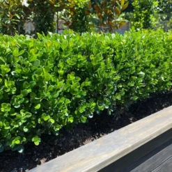 NEWGEN® FREEDOM™ BOXWOOD