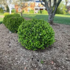 NEWGEN® INDEPENDENCE™ BOXWOOD