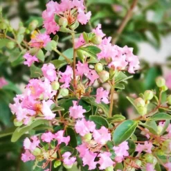 GREATMYRTLE™ COTTON CANDY CRAPEMYRTLE -Plant Urea Sales DETA2 5238