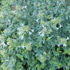 MUCHO GUSTO™ ABELIA -Plant Urea Sales DETA2 5264