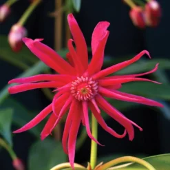 STAR FLOWER SCORPIO™ ILLICIUM