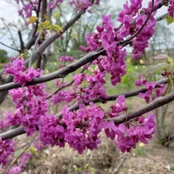 LUSCIOUS LAVENDER™ REDBUD -Plant Urea Sales DETA2 5286