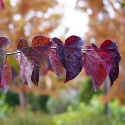 Plant Urea Sales -Plant Urea Sales DETA2 5287