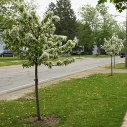 SWEET SUGAR TYME® CRABAPPLE -Plant Urea Sales DETA2 5288