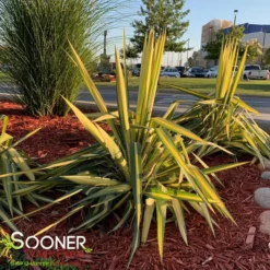 Plant Urea Sales 21 COLOR GUARD YUCCA