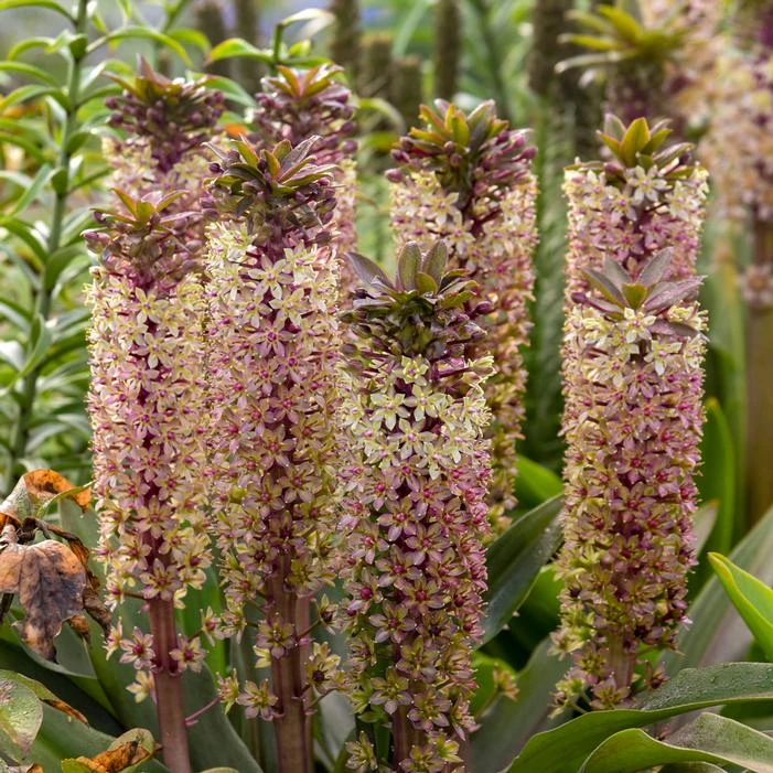 CROWNING GLORY™ PRINCESS BRIDE PINEAPPLE LILY 2 CROWNING GLORY™ PRINCESS BRIDE PINEAPPLE LILY - Image 2