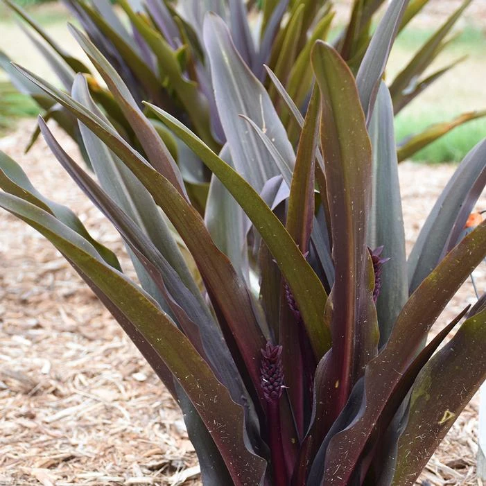 CROWNING GLORY™ PURPLE REIGN PINEAPPLE LILY 1 CROWNING GLORY™ PURPLE REIGN PINEAPPLE LILY