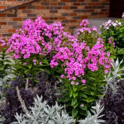 LUMINARY® PRISMATIC PINK GARDEN PHLOX 5 LUMINARY® PRISMATIC PINK GARDEN PHLOX -Plant Urea Sales DETA2 5386