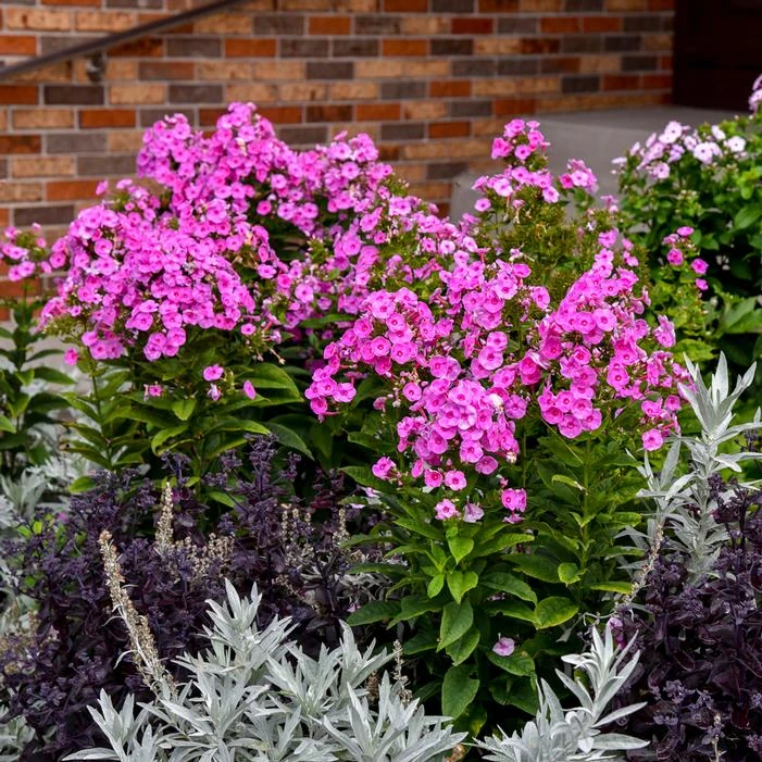 LUMINARY® PRISMATIC PINK GARDEN PHLOX 3 LUMINARY® PRISMATIC PINK GARDEN PHLOX - Image 3