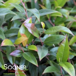 Plant Urea Sales 29 SQUIRT™ COMPACT LEUCOTHOE