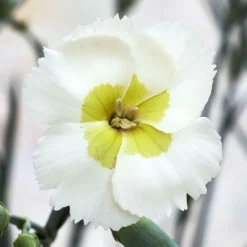WHETMAN® AMERICAN PIE® KEY LIME PIE DIANTHUS
