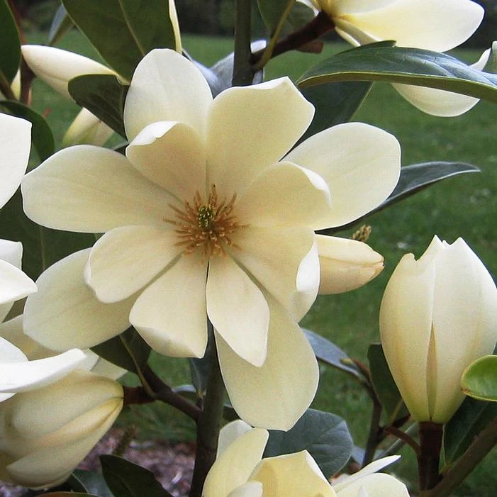 FAIRY MAGNOLIA® CREAM MAGNOLIA 1 FAIRY MAGNOLIA® CREAM MAGNOLIA