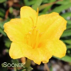 STELLA DE ORO DAYLILY -Plant Urea Sales DETA2 569