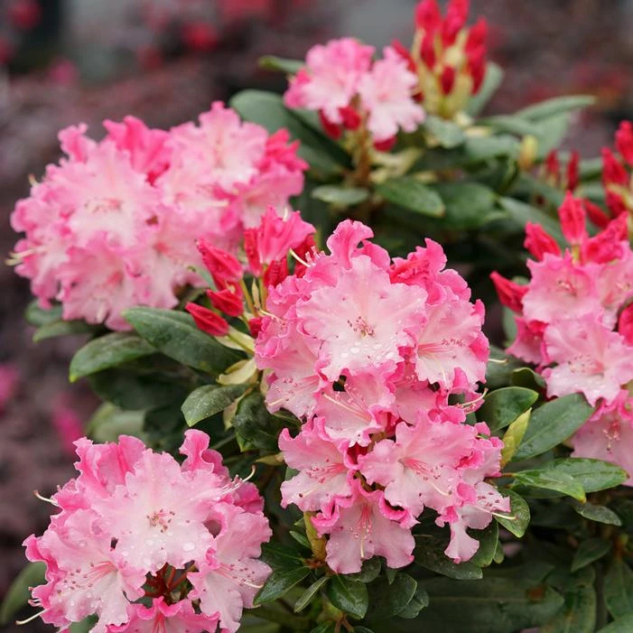 DANDY MAN COLOR WHEEL® RHODODENDRON 1 DANDY MAN COLOR WHEEL® RHODODENDRON