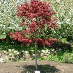 SAMURAI SWORD™ UPRIGHT JAPANESE MAPLE 6 SAMURAI SWORD™ UPRIGHT JAPANESE MAPLE -Plant Urea Sales DETA2 5799