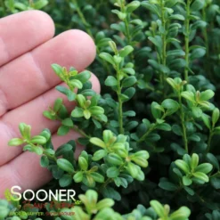 LUCKY MARBLE™ DWARF JAPANESE HOLLY 5 LUCKY MARBLE™ DWARF JAPANESE HOLLY -Plant Urea Sales DETA2 5839