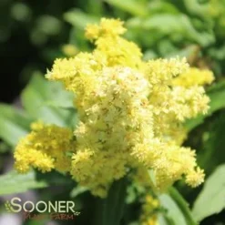 LITTLE LEMON GOLDENROD