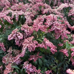 Plant Urea Sales 27 KATSURA PIERIS