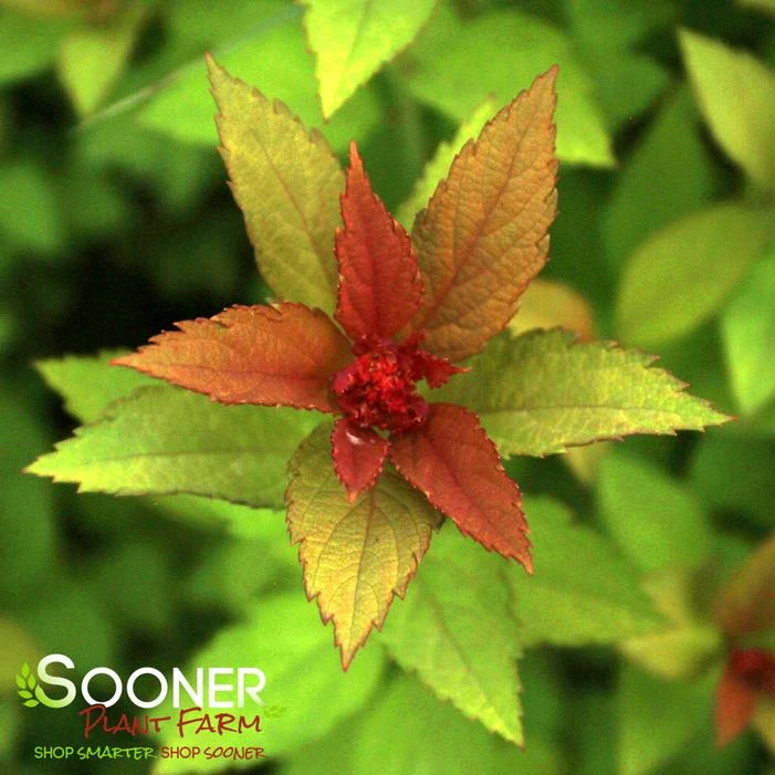 MAGIC CARPET SPIRAEA 1 MAGIC CARPET SPIRAEA