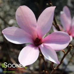 ANN MAGNOLIA -Plant Urea Sales DETA2 686